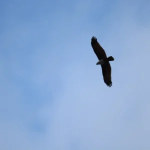 IMG_6104 IMG_6104