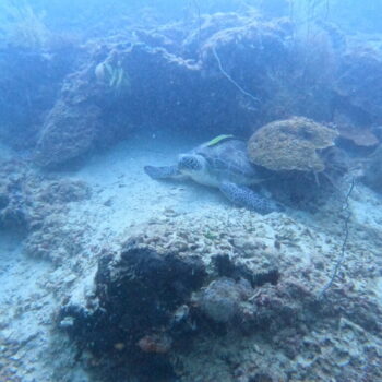 DCIM102GOPROGOPR3325.JPG DCIM102GOPROGOPR3325.JPG