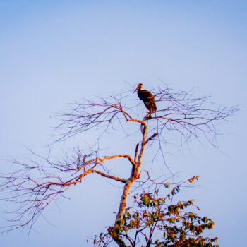 IMG_7306 IMG_7306