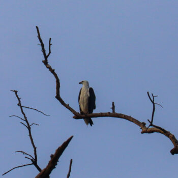 IMG_7352 IMG_7352