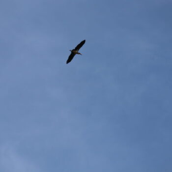 IMG_7487 IMG_7487